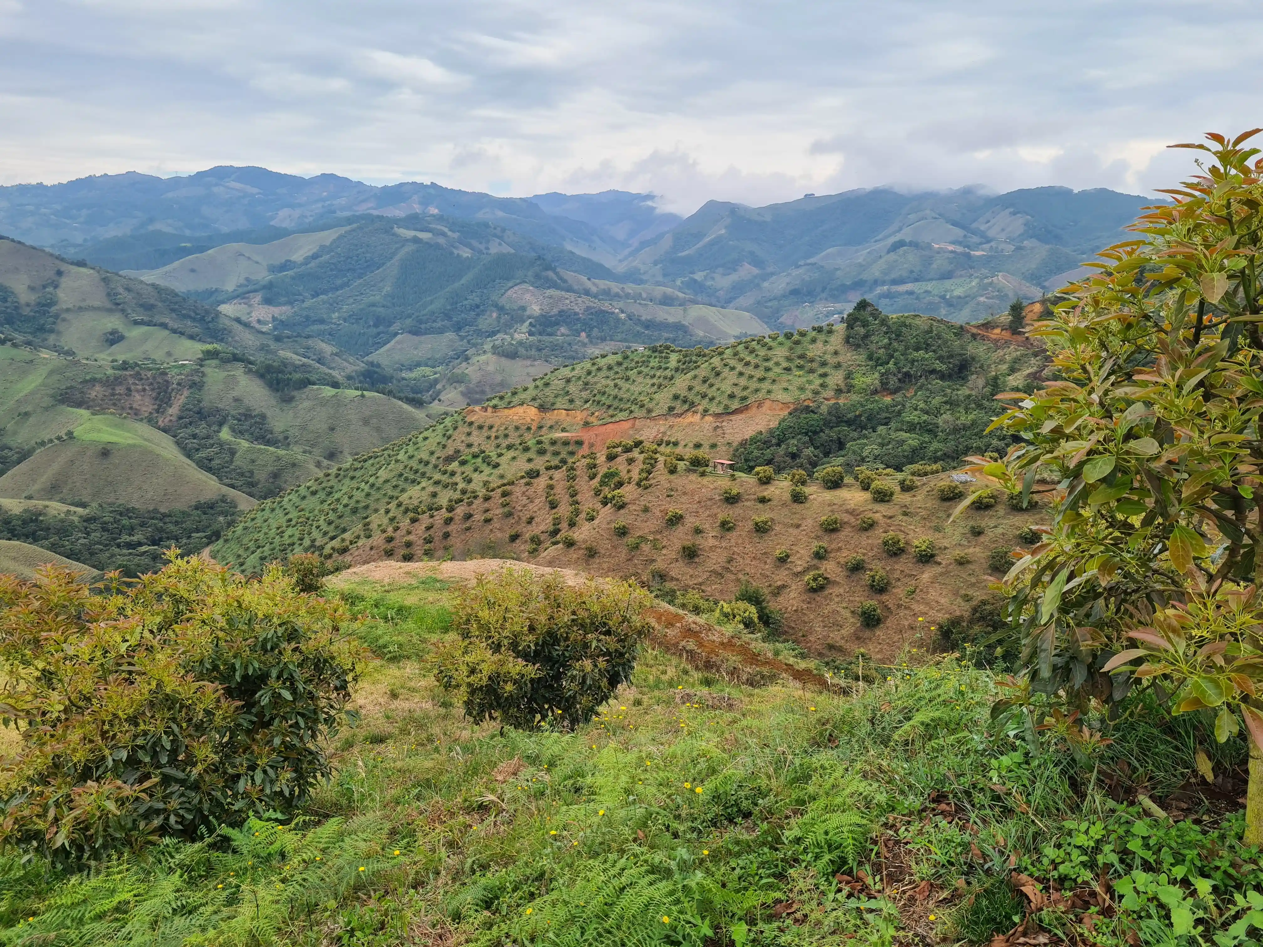 Aguacatera Abejorral